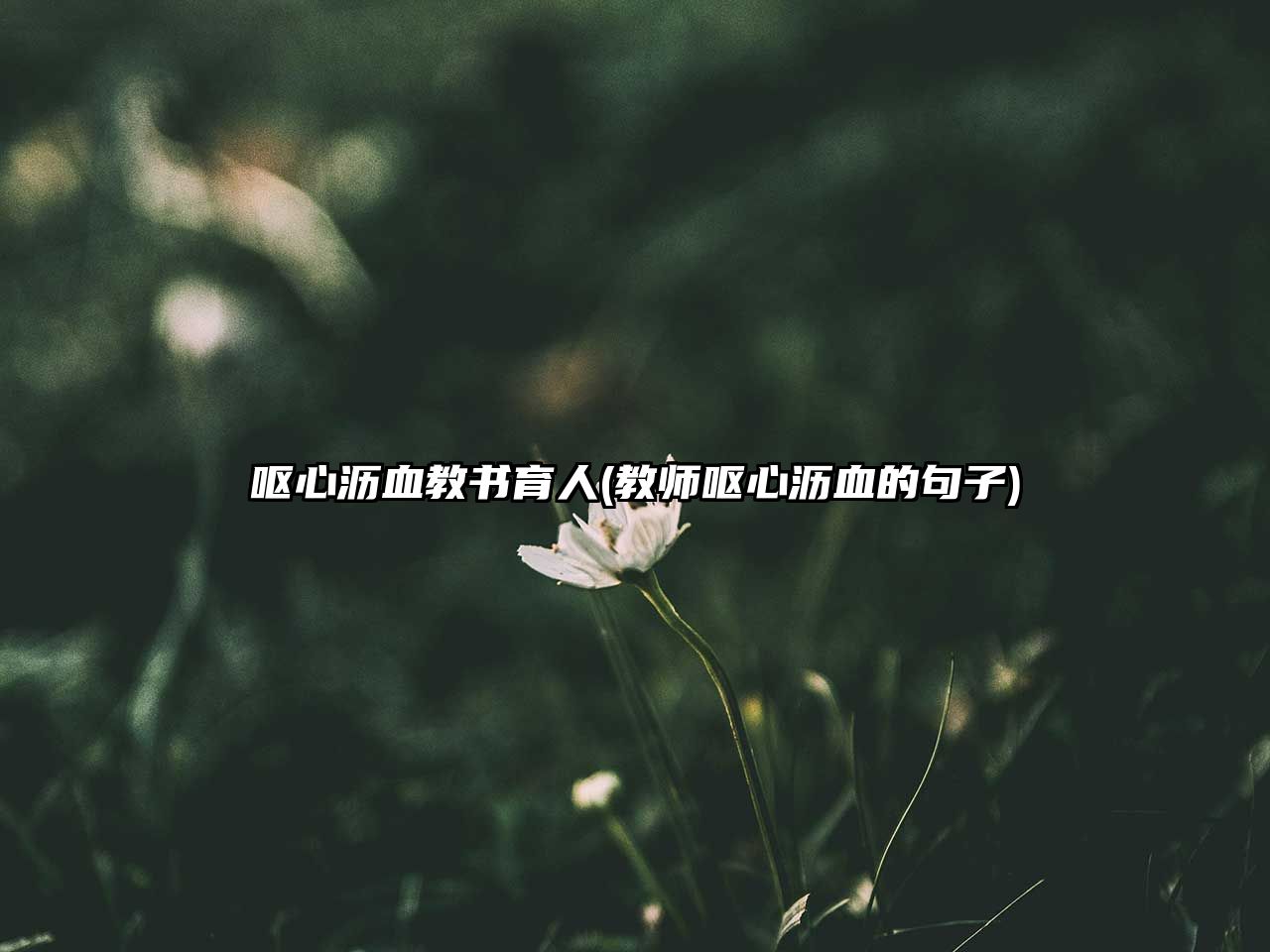 呕心沥血教书育人(教师呕心沥血的句子)